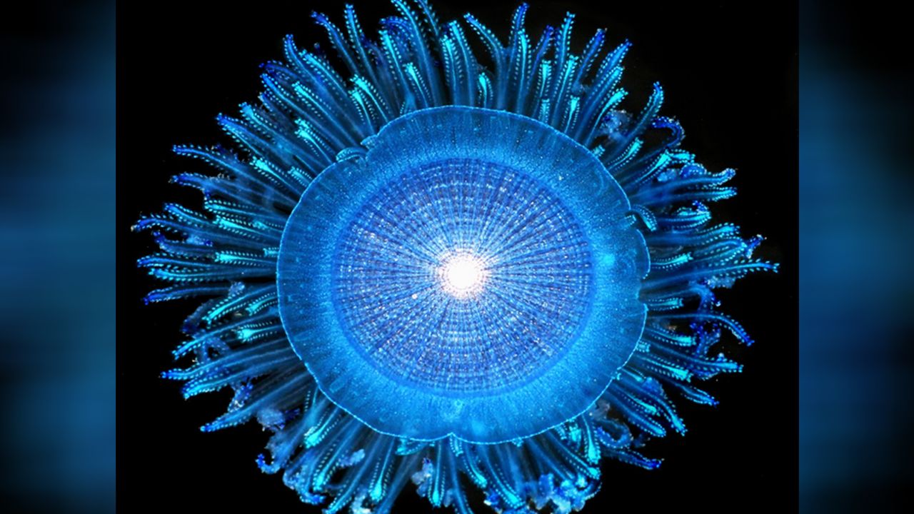 A blue button is a colony of polyps that floats on the ocean's surface.