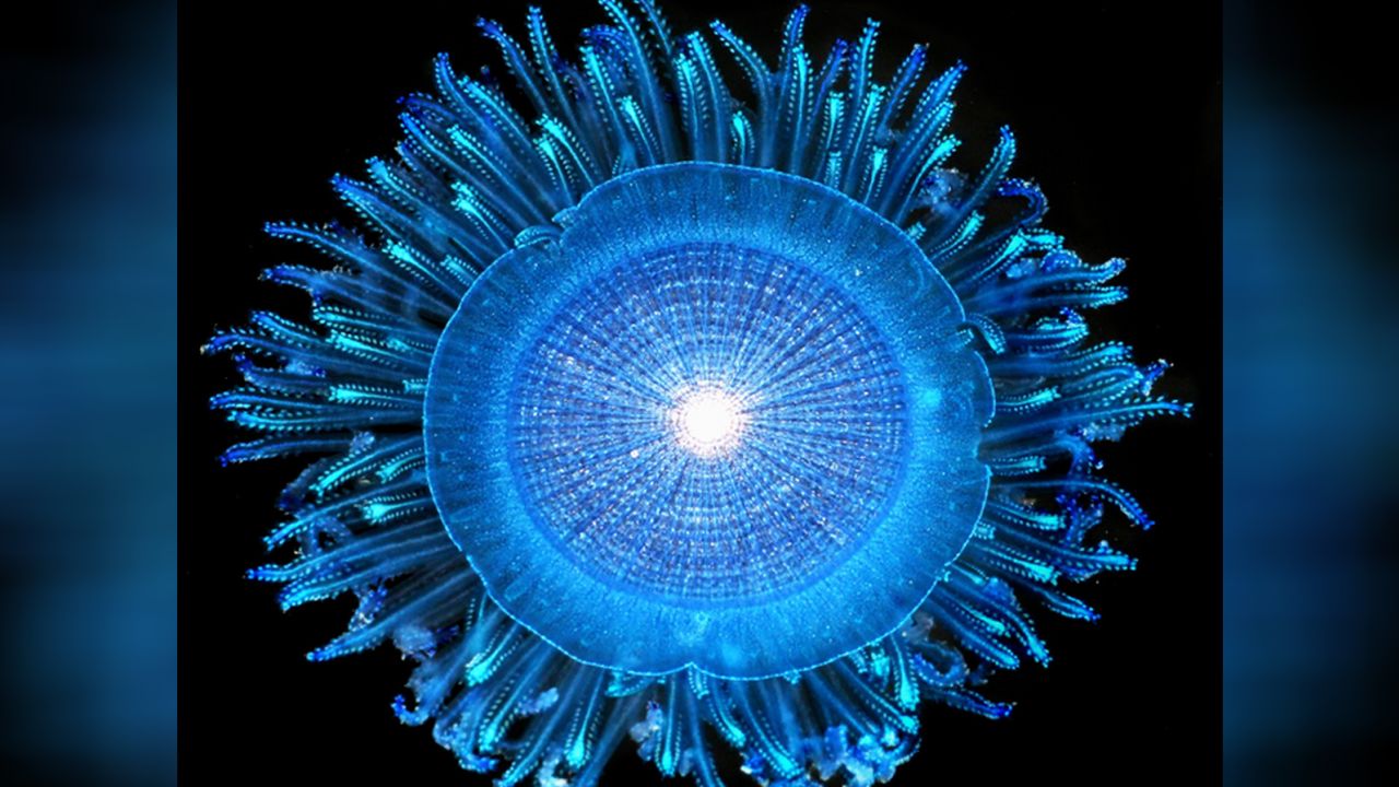 A blue button is a colony of polyps that floats on the ocean's surface.