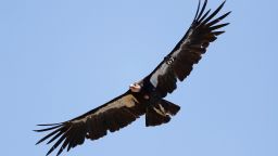 A California condor takes flight on June 21, 2017 in the Ventana Wilderness east of Big Sur, California.