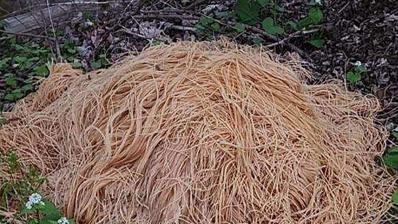 Uncooked spaghetti found along a stream in Old Bridge, New Jersey, in a photo taken by resident Nina Jochnowitz, who said all kinds of things are dumped in the Jersey woods.