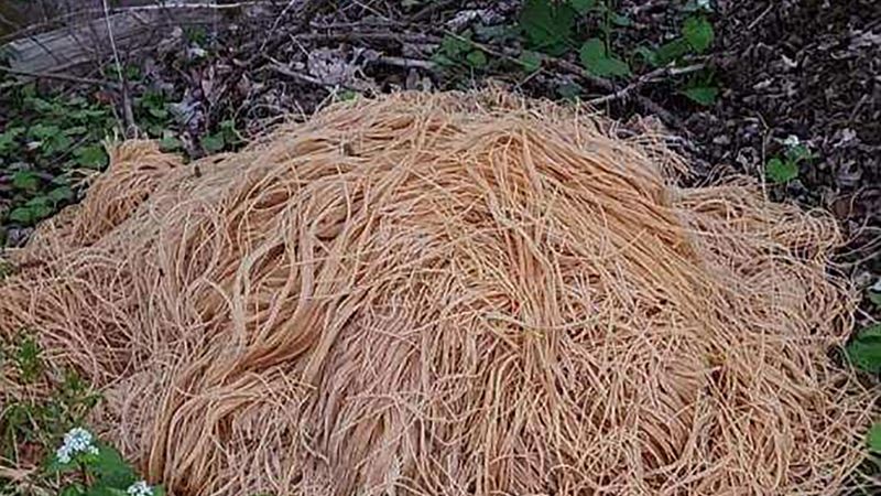 NextImg:What to do when hundreds of pounds of pasta are dumped in a NJ town? Take photos, make jokes | CNN