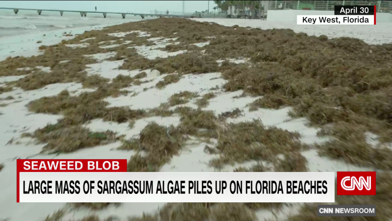 That massive blob of seaweed piling up on Florida beaches — bad for tourists, good for wildlife | CNN