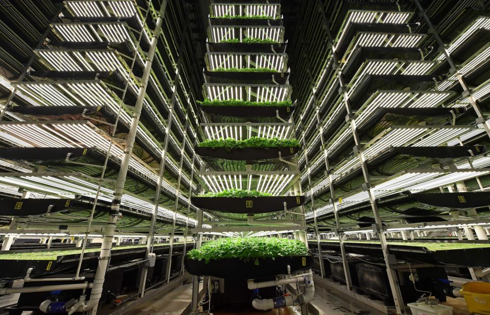 Vertical farms grow crops indoors, using LED lights, and without soil. Pictured, AeroFarms' vertical grow towers in Newark, New Jersey. 