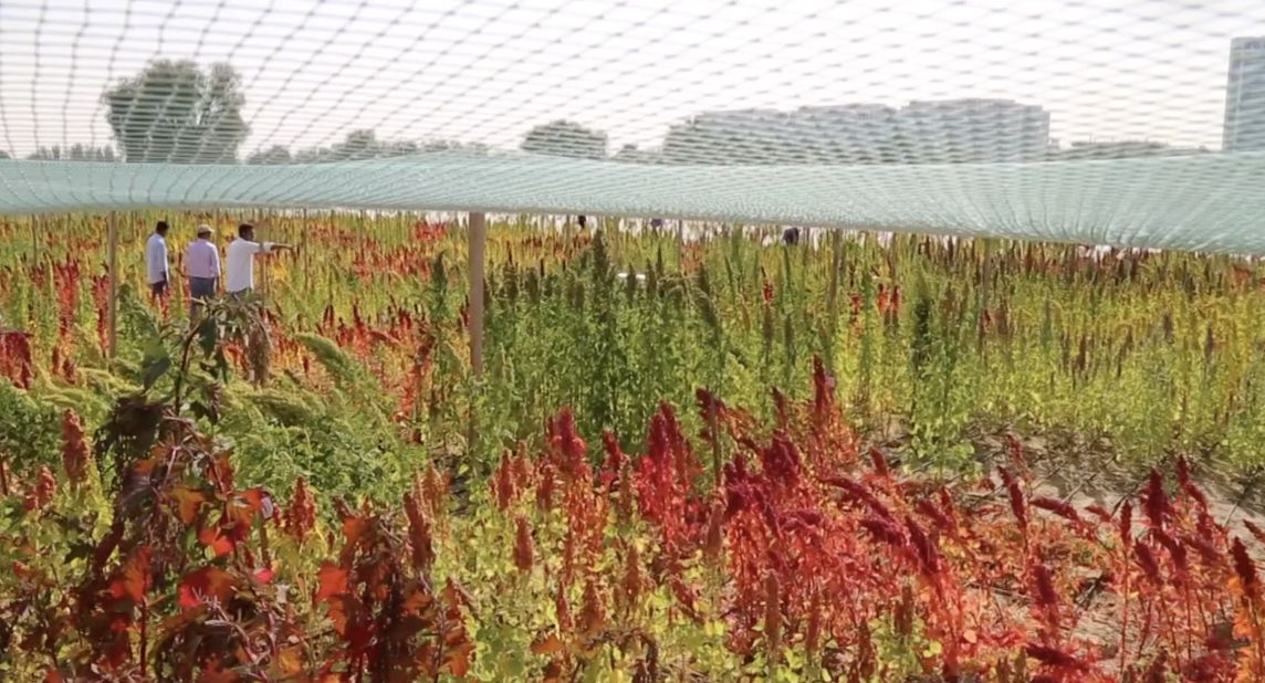 In many parts of the world, farmers must contend with intense heat, limited freshwater and sandy soil. In Dubai, the International Center for Biosaline Agriculture (ICBA) is growing salt-loving superfoods in an effort to expand food diversity in the region.