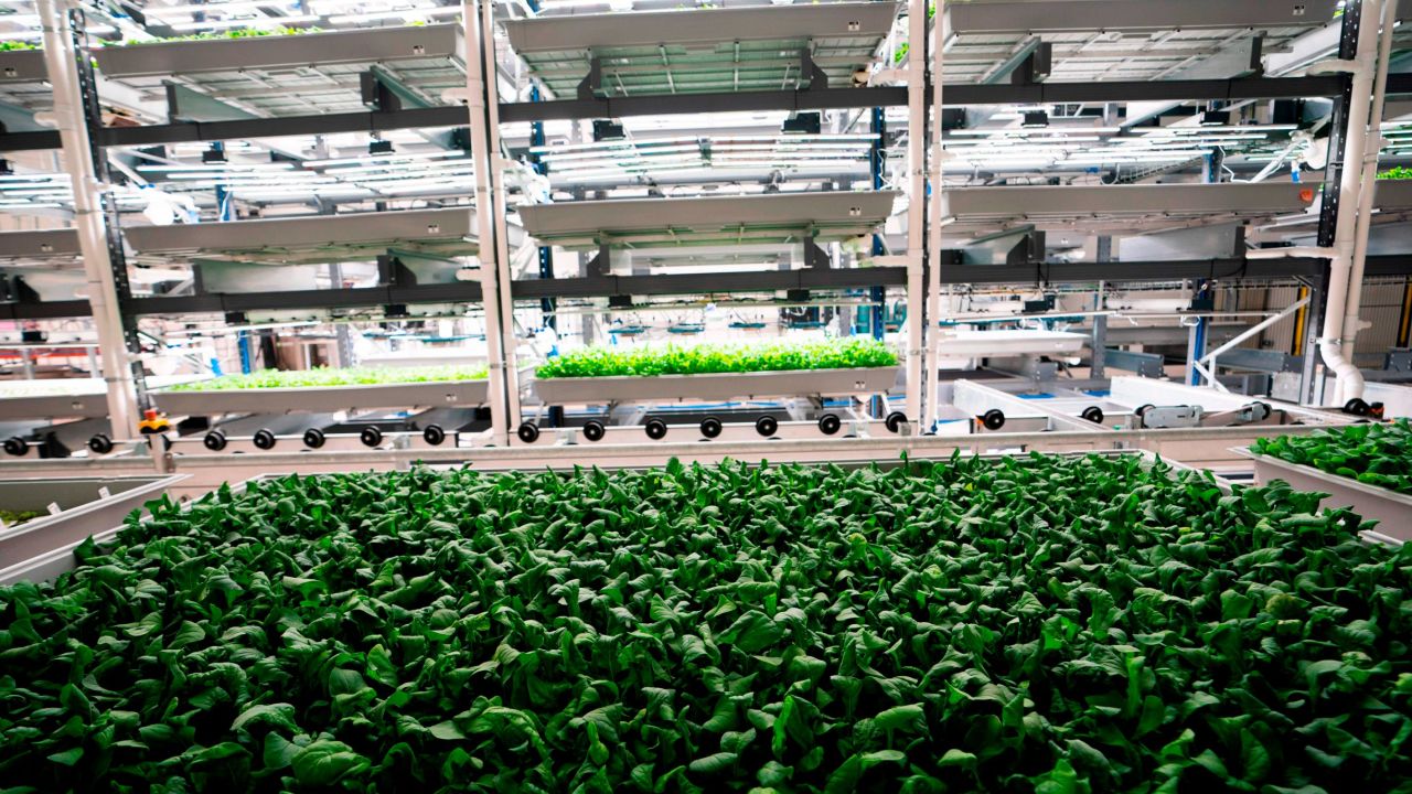 Greens are grown at the Bowery Farming vertical farm, in Kearny, New Jersey. 