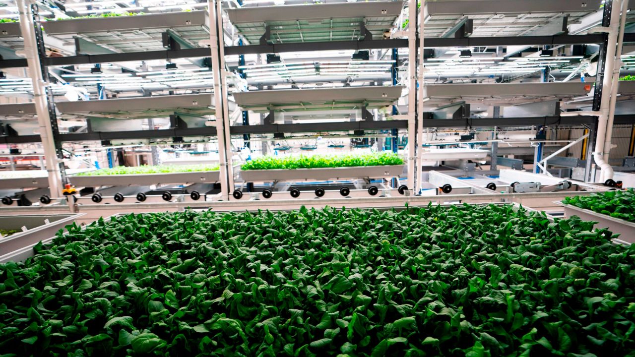 Greens are grown at the Bowery Farming vertical farm, in Kearny, New Jersey.