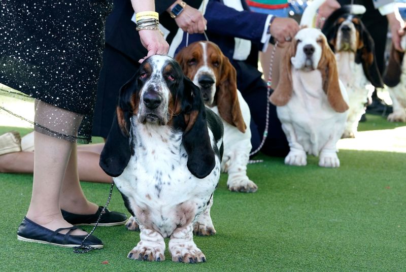 Westminster best sale hound group