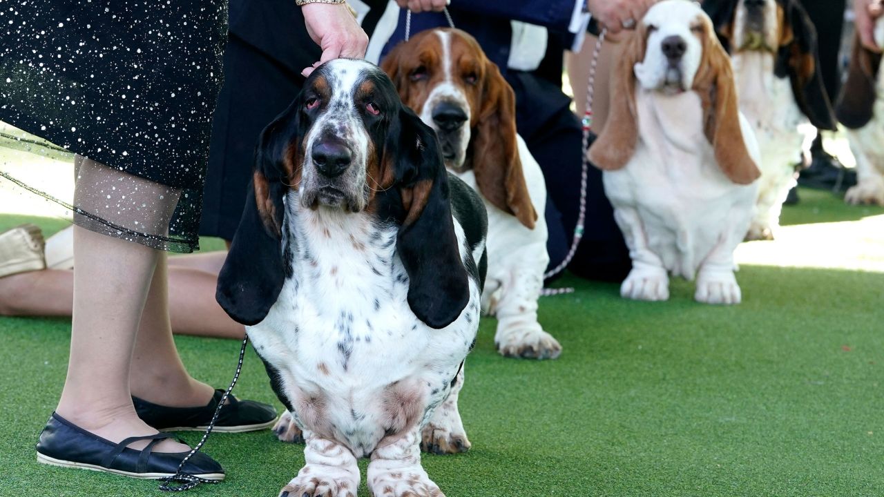 Basset hounds in the judging ring during the annual Westminster Kennel Club Dog Show judging of hound, toy, non-sporting and herding breeds.