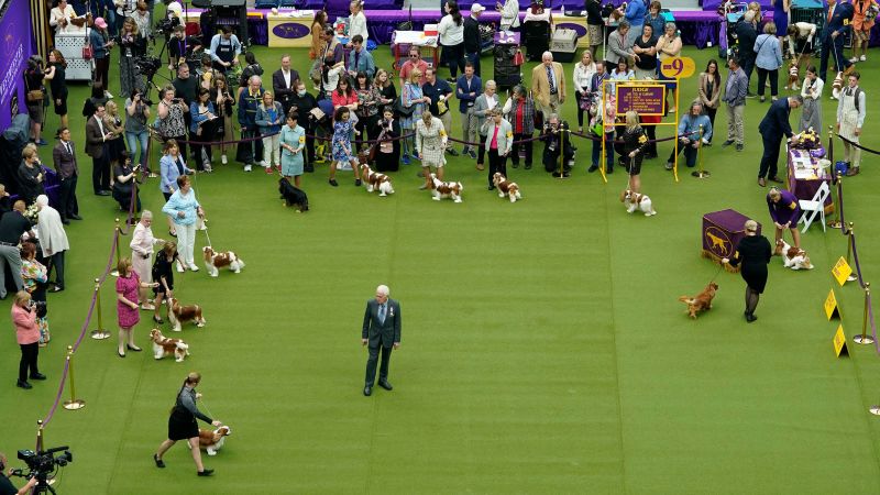 NextImg:Buddy Holly the Petit Basset Griffon Vendéen wins best in show at Westminster Dog Show | CNN