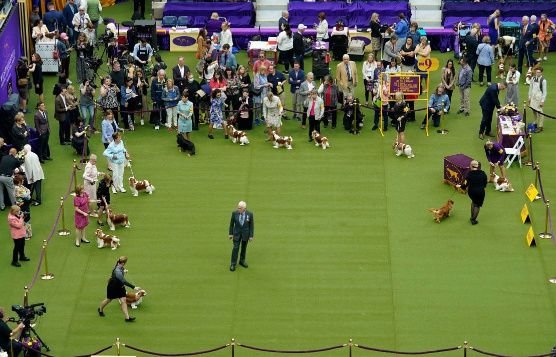 Cavalier King Charles spaniels in the judging area during the annual Westminster Kennel Club Dog Show.