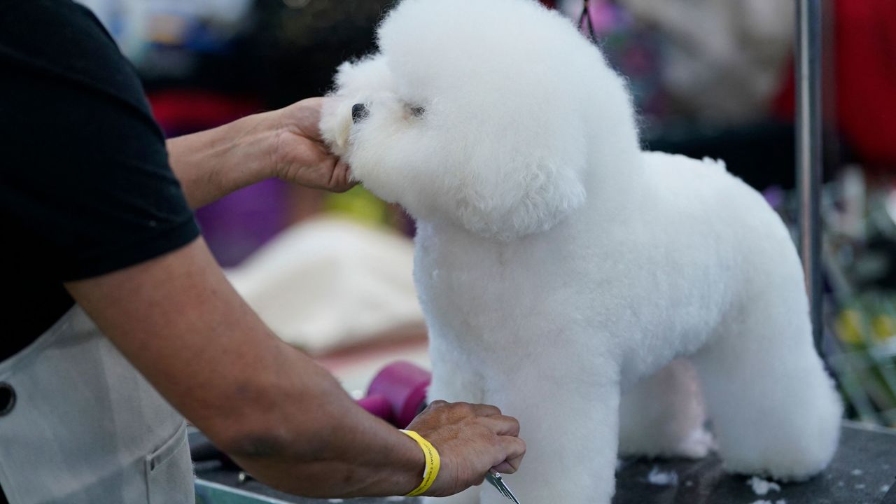 A Bichon Frisé in the benching area during the annual Westminster Kennel Club Dog Show. The breed last won in 2018.