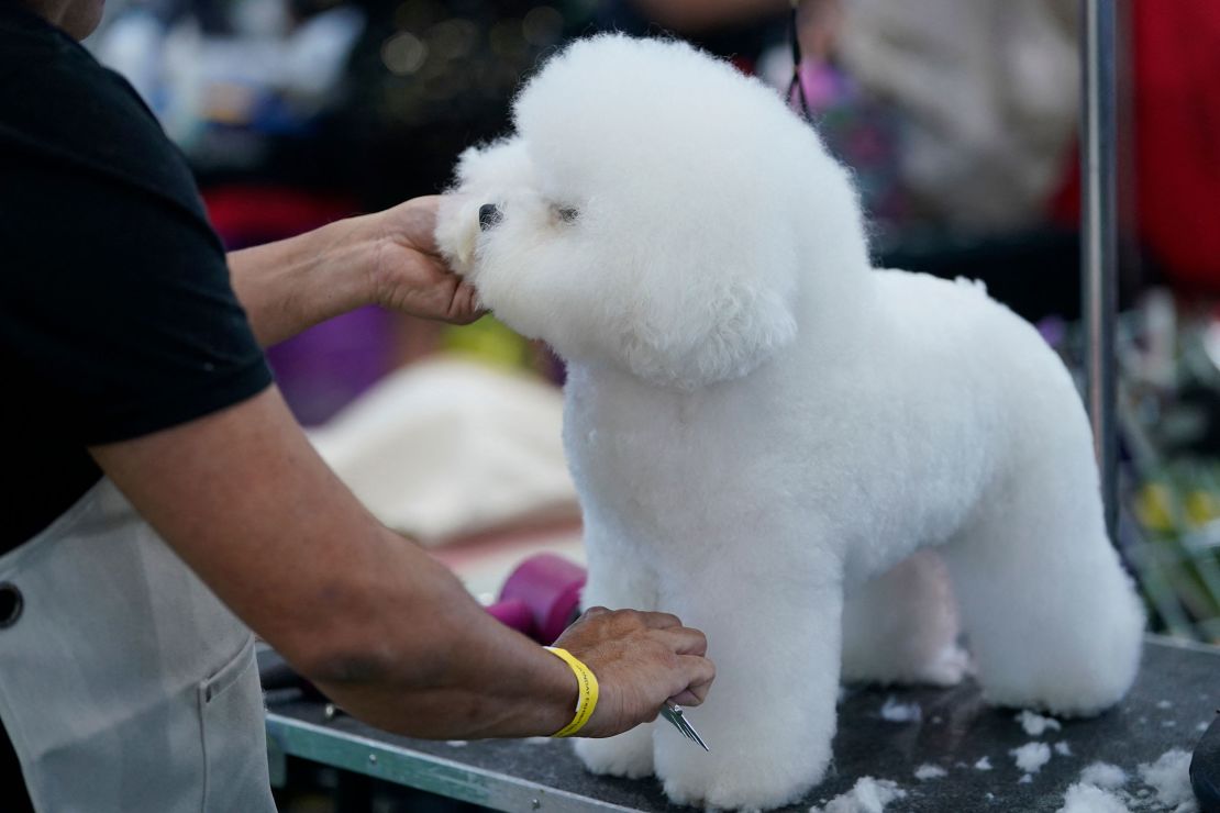 A Bichon Frisé in the benching area during the annual Westminster Kennel Club Dog Show. The breed last won in 2018.