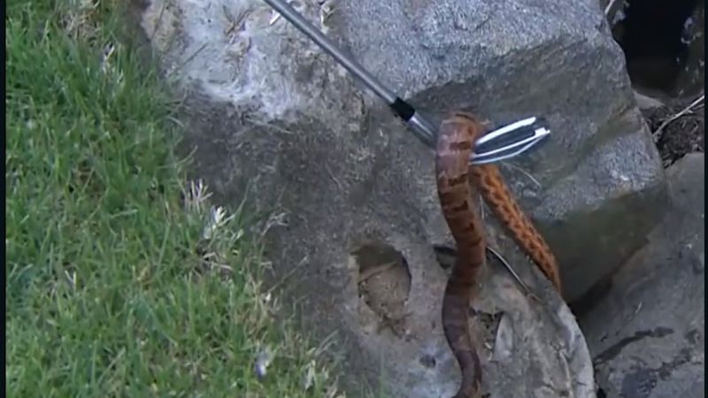 Rickie Fowler picks up snake with golf club at Wells Fargo Championship | CNN