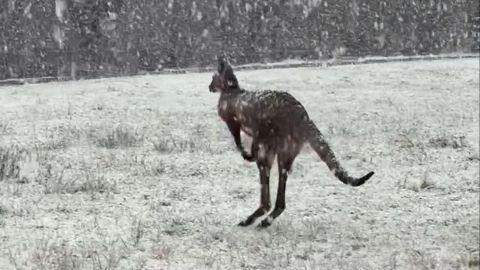 Kangaroos hop through snow thumb