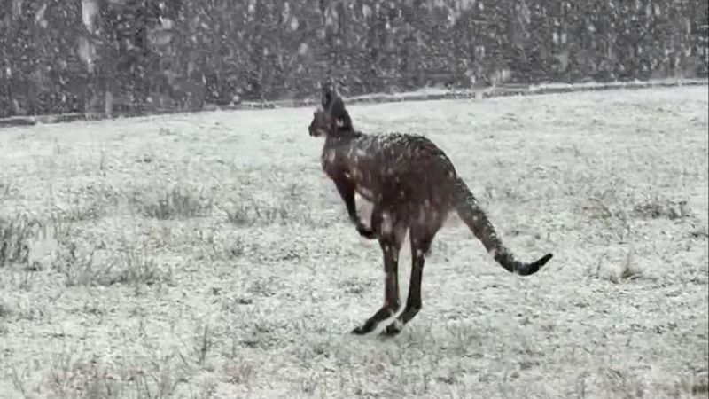 Watch kangaroos hop through snow as cold front hits southeastern Australia | CNN