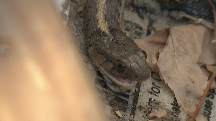 Snakes In The Walls 1