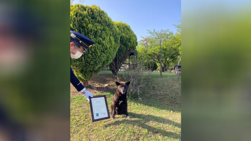 Japanese canine bought letter of appreciation for saving life