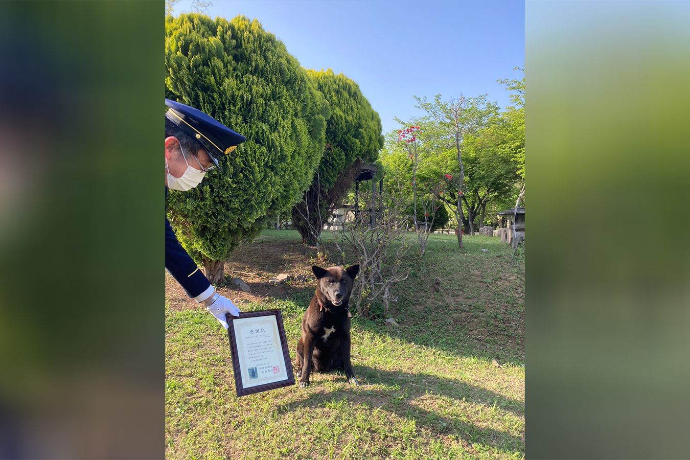 Japanese dog got letter of appreciation for saving life | CNN