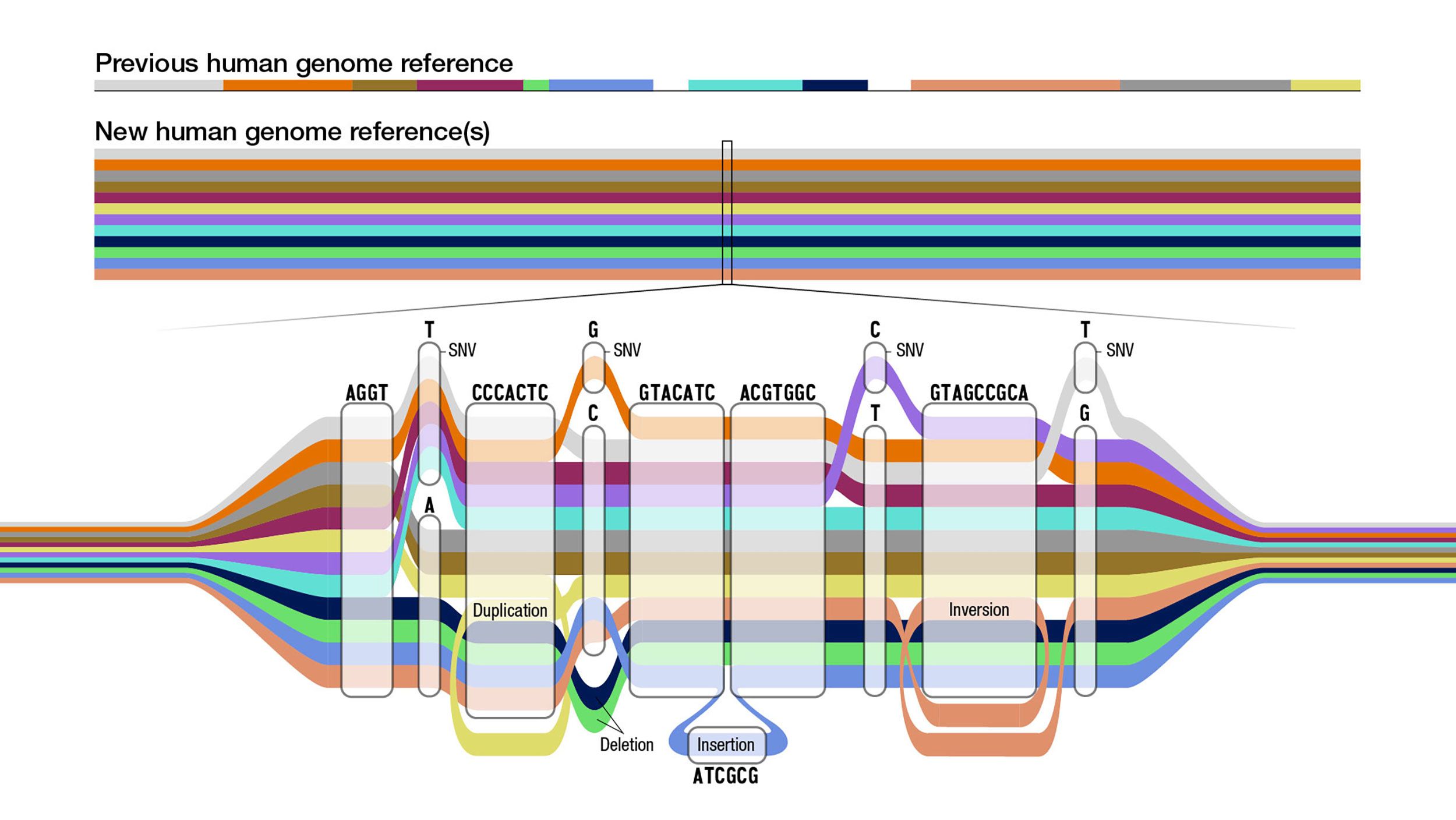 genome picture