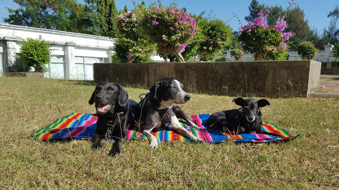 <strong>Doggy trio: </strong>The couple say that having their "girls" along for the ride has brought them a huge sense of comfort, particularly now they've been on the road for nearly a decade.