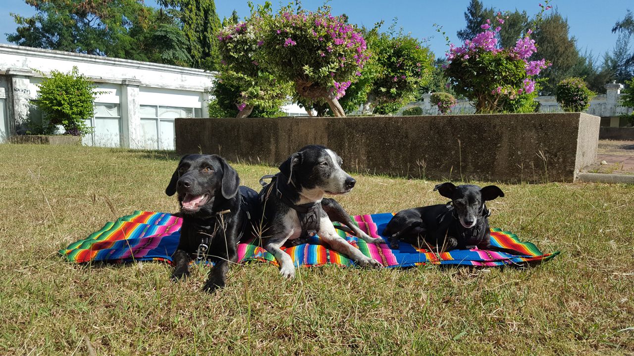 The Clarkes' second rescue dog, Shadow, joined their group in 2015 and they found their third, Azra, in Turkey in 2021.