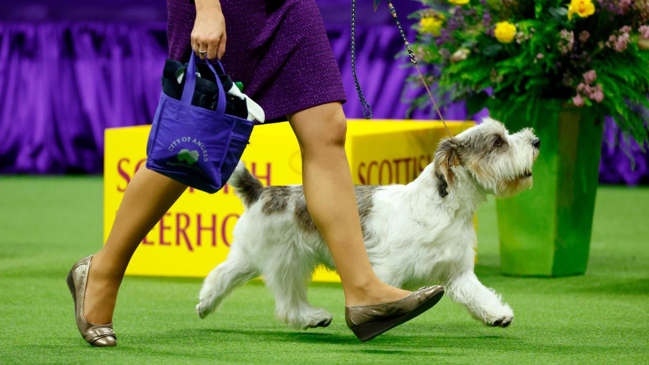Buddy Holly, who won best in show, competes on Monday.