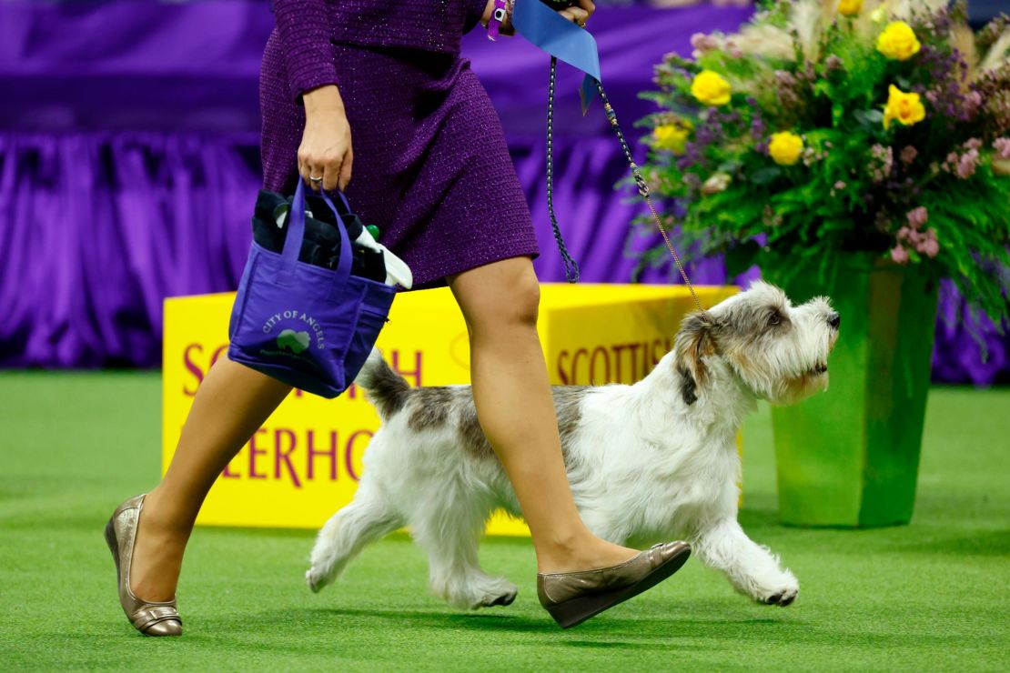 Buddy Holly, who won best in show, competes on Monday.