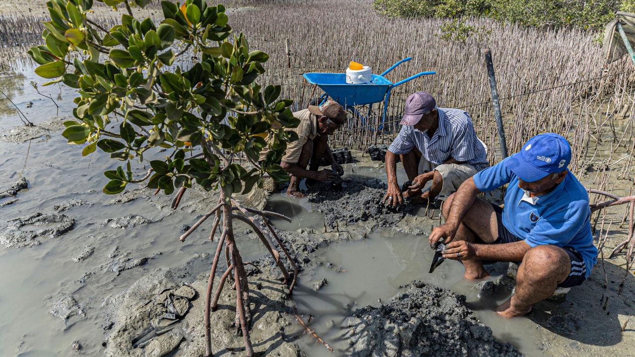 Workers replant mangrove trees at the site of a state-sponsored mangrove reforestation project in  Egypt.