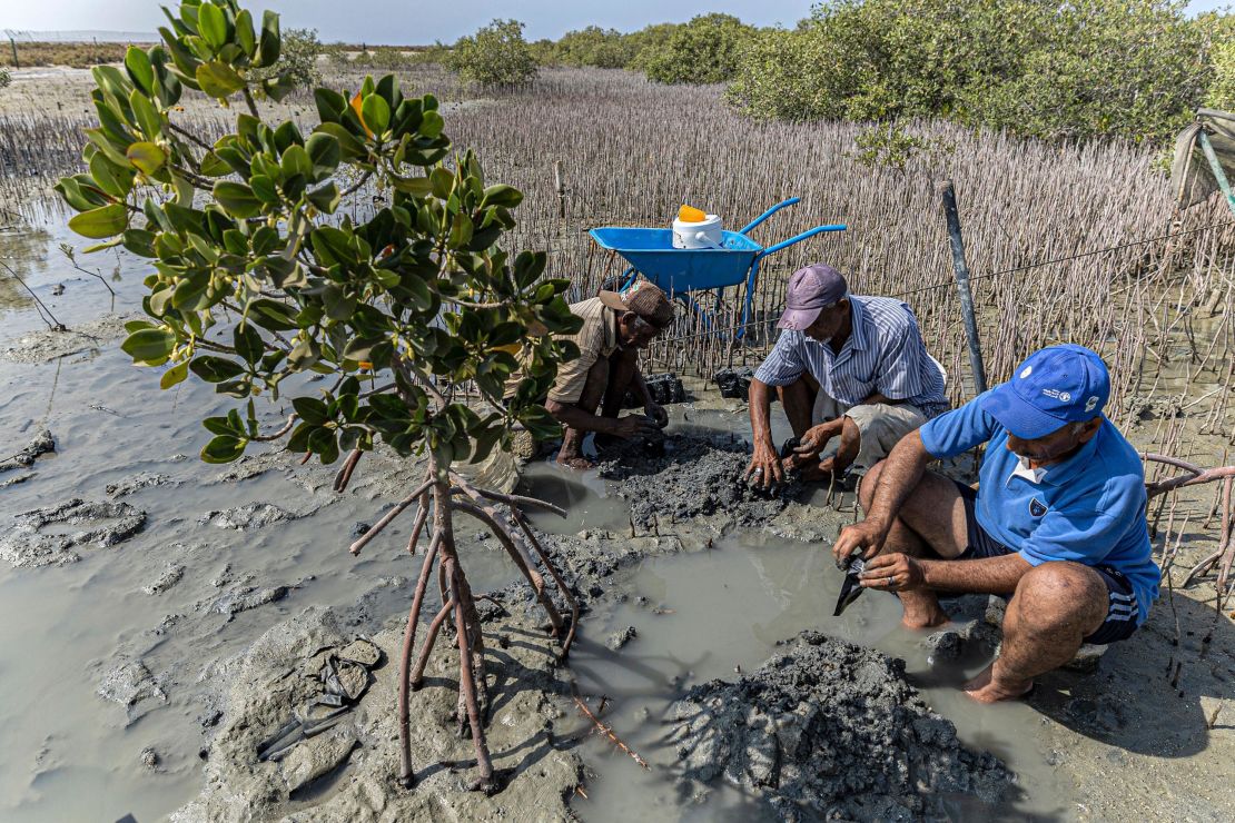 Workers replant mangrove trees at the site of a state-sponsored mangrove reforestation project in  Egypt.