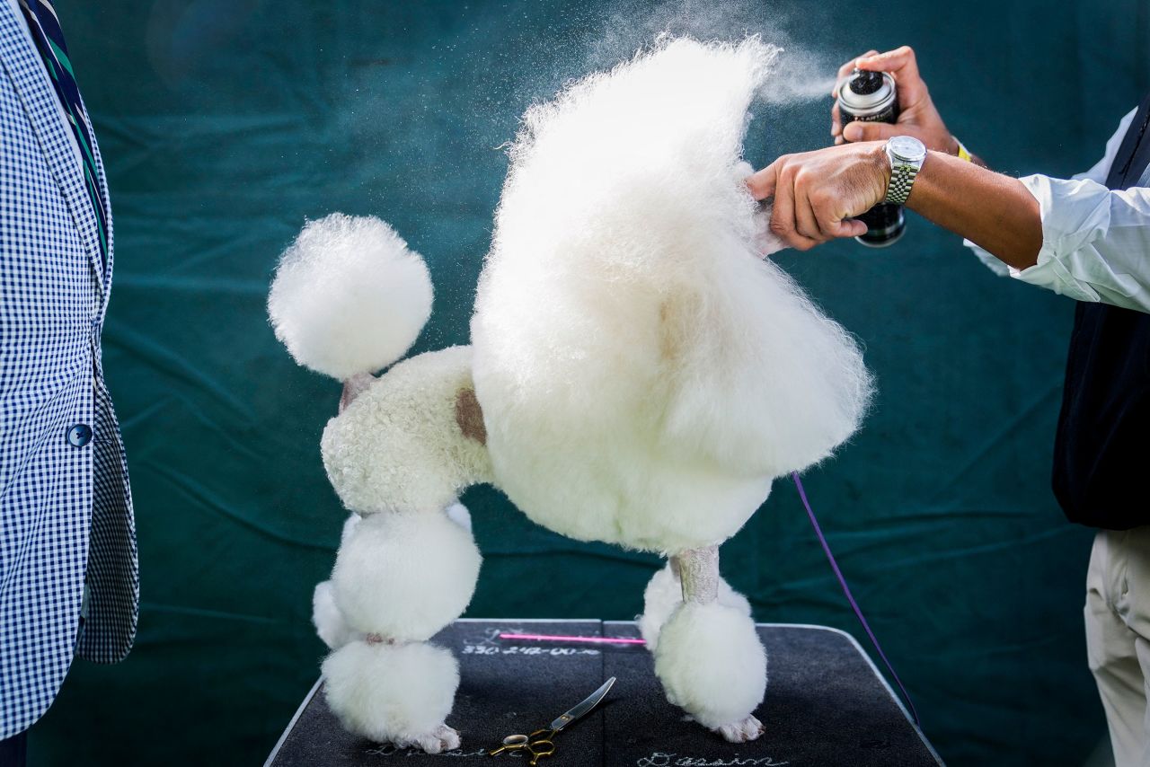 A miniature poodle is groomed before competing on Monday.
