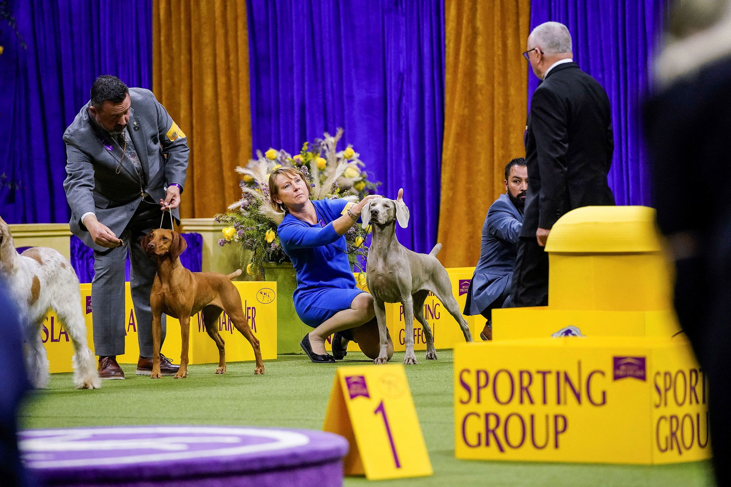 Dogs compete in the sporting group on Tuesday.