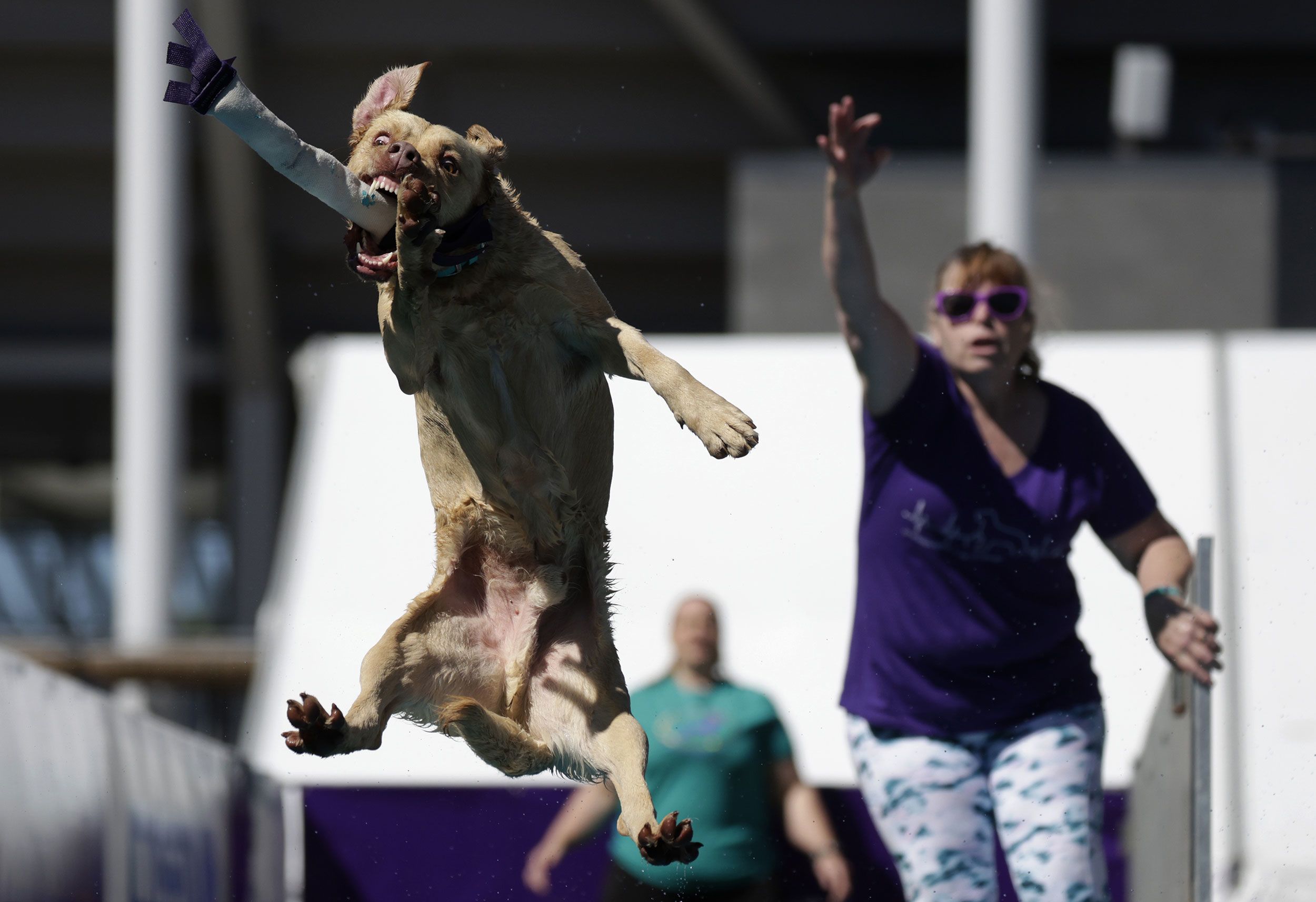 A dog leaps off a platform into a pool of water while competing in dock diving.