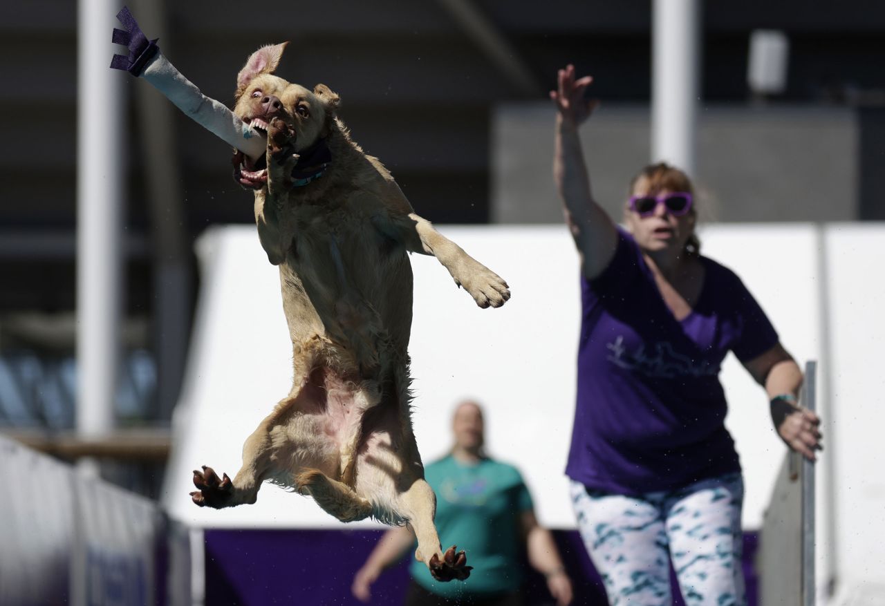 A dog leaps off a platform into a pool of water while competing in dock diving, a special attraction held on the sidelines of the dog show on Saturday.