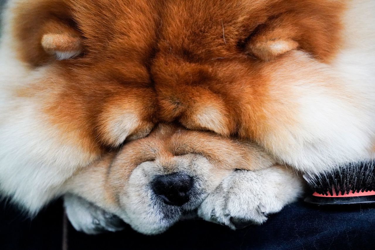 A Chow Chow sleeps next to a hair brush on a grooming table Monday.