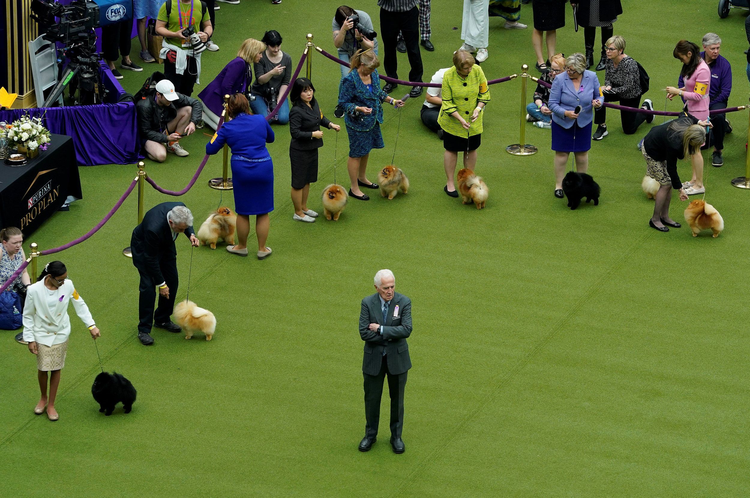 Pomeranians line up in the judging ring on Monday.