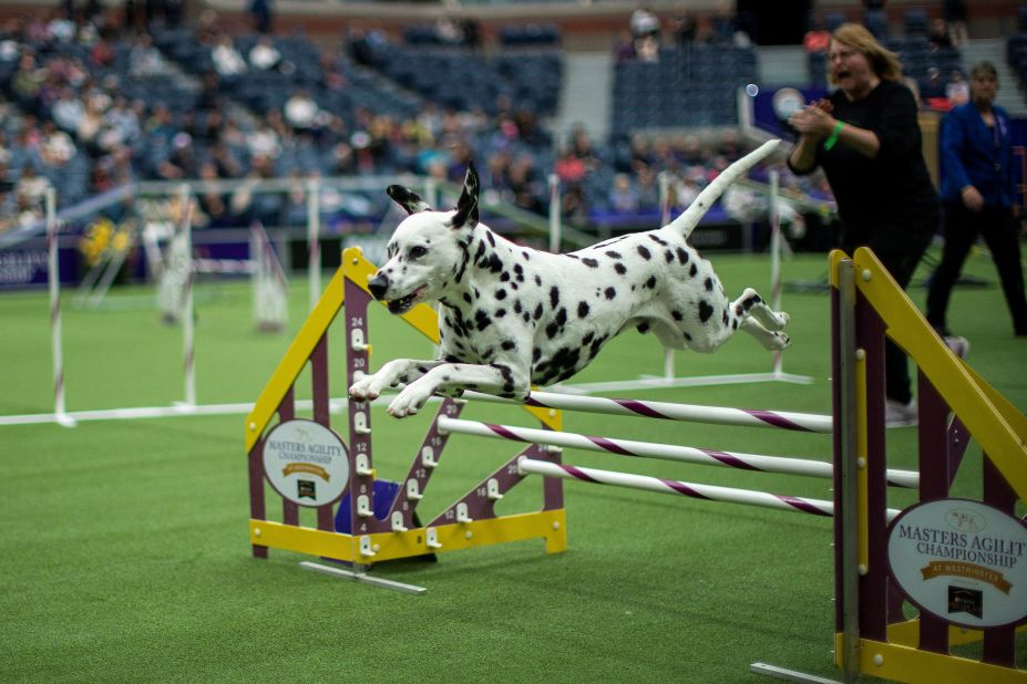 Kepper, a Dalmatian, competes in an agility event on Saturday.