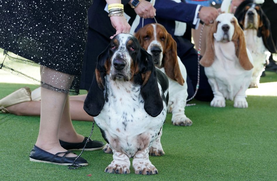 Basset hounds stand in a judging ring on Monday. 