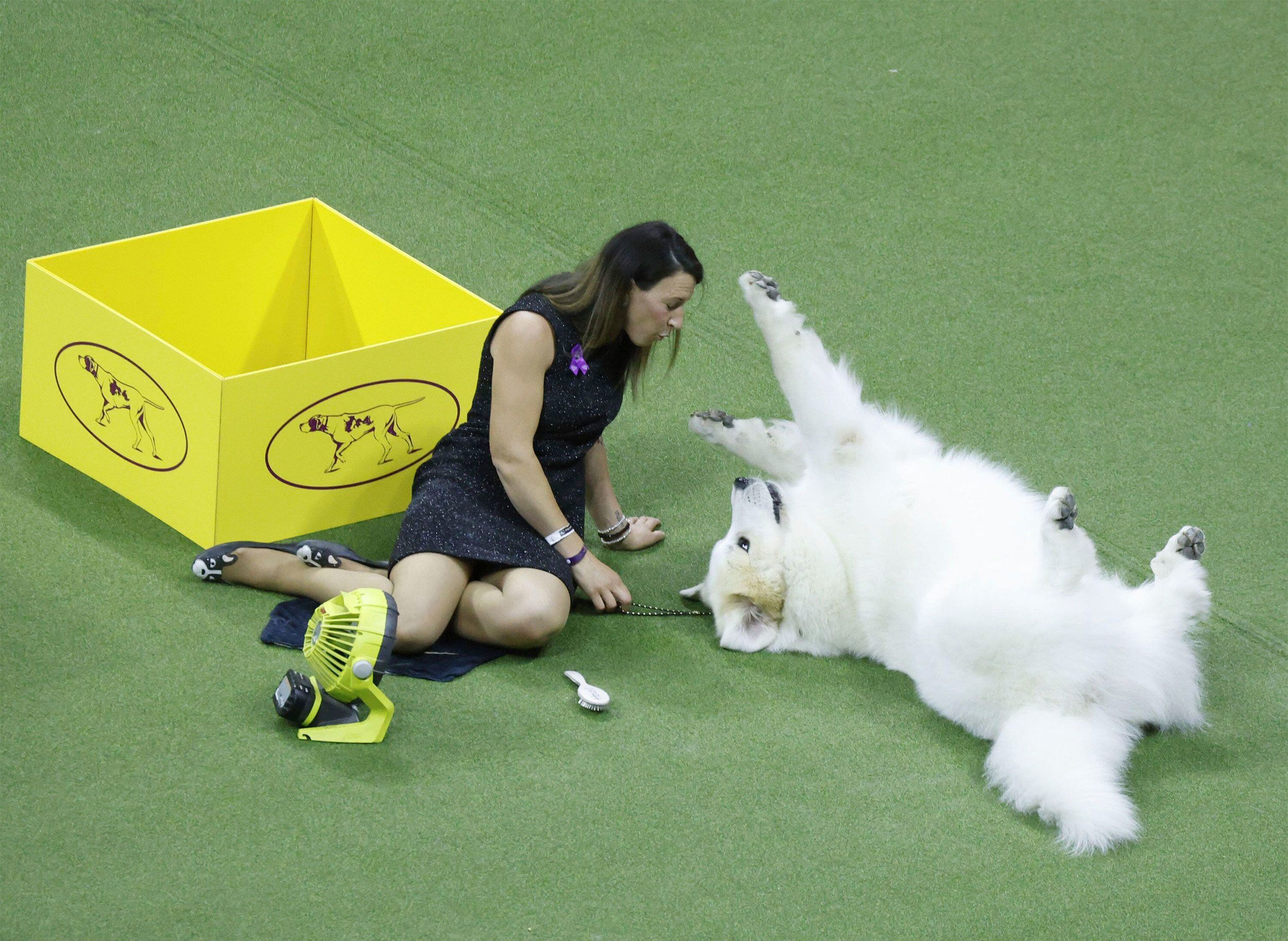 A Great Pyrenees relaxes before competing on Tuesday.