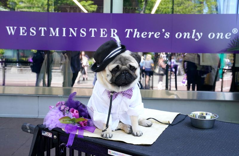 Pug best in sales show