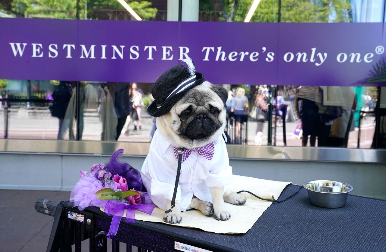 A pug sits in a benching area on Monday.