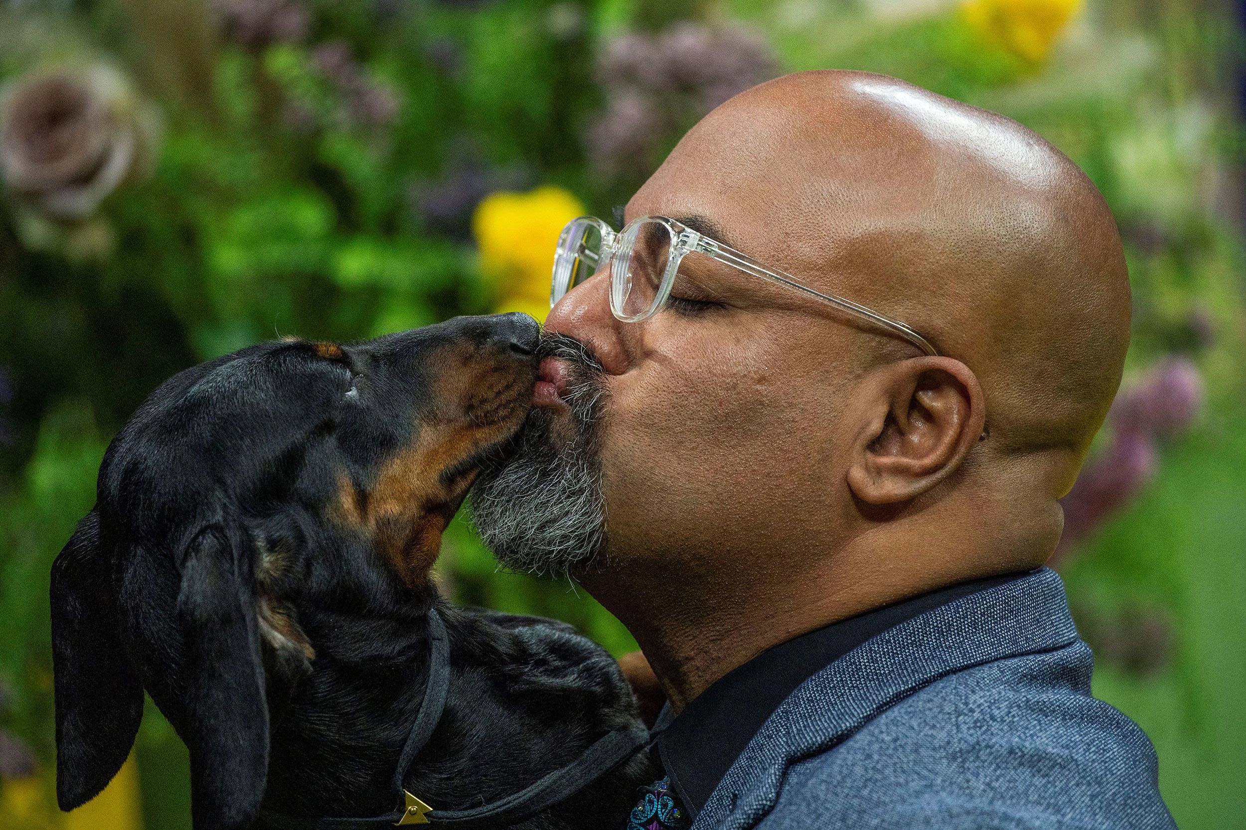 A smooth-haired Dachshund kisses its handler during competition on Monday.