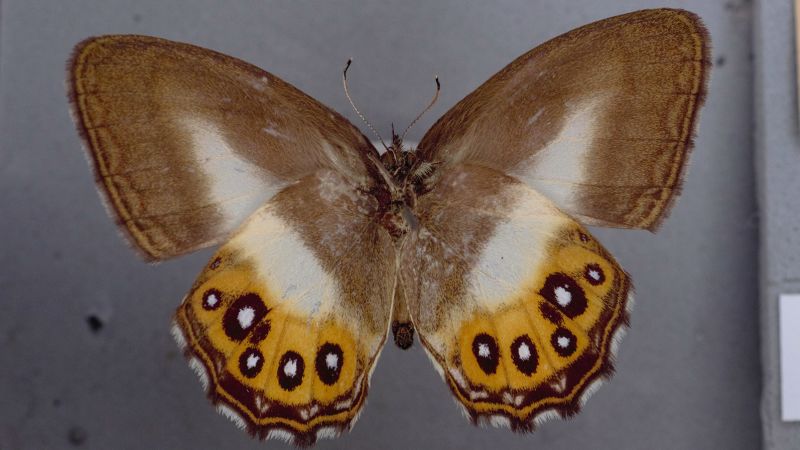 A new group of butterflies has been named after the ‘Lord of the Rings’ villain