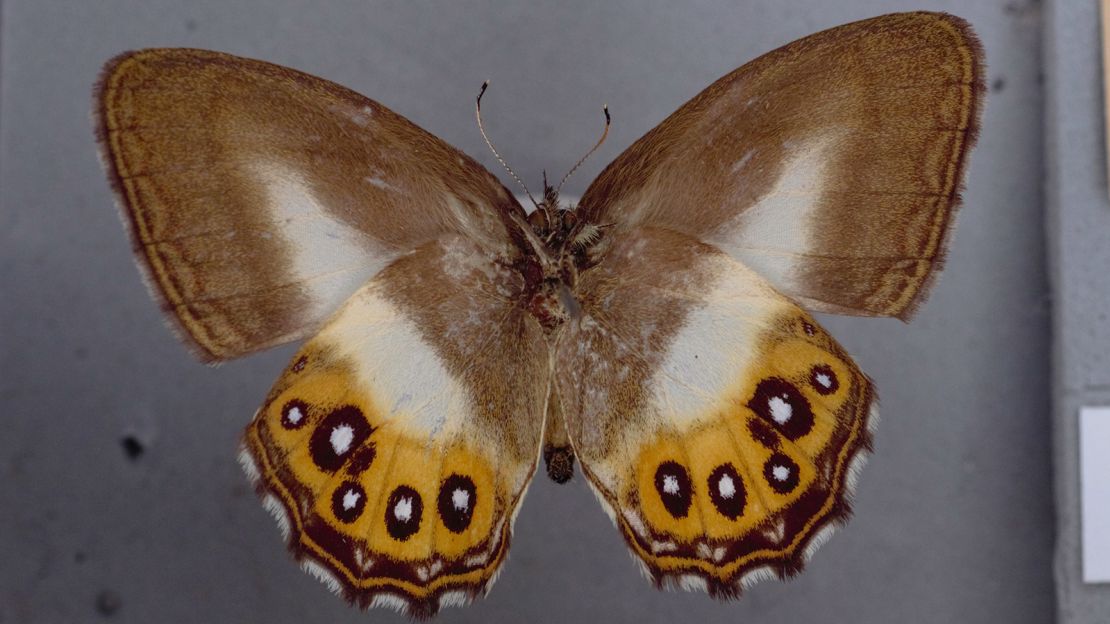 This specimen of Saurona triangula, a newly described butterfly species, is in the collection of London's Natural History Museum.