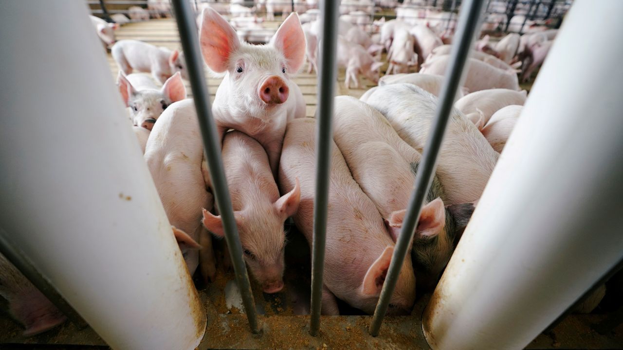 Young pigs feed in a pen during a hog farm tour in Ryan, Iowa, in 2019.
