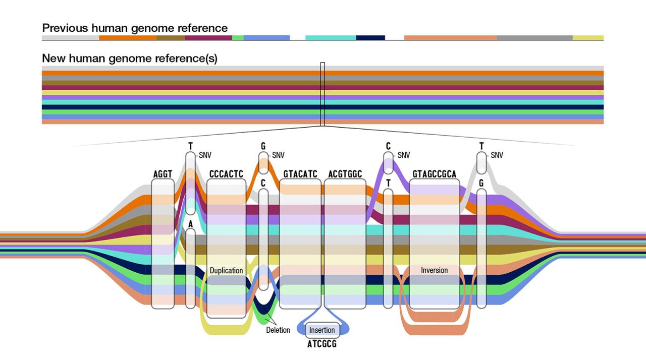 Researchers have released the first human pangenome, a higher-quality and more inclusive reference that will help better detect genetic disease.