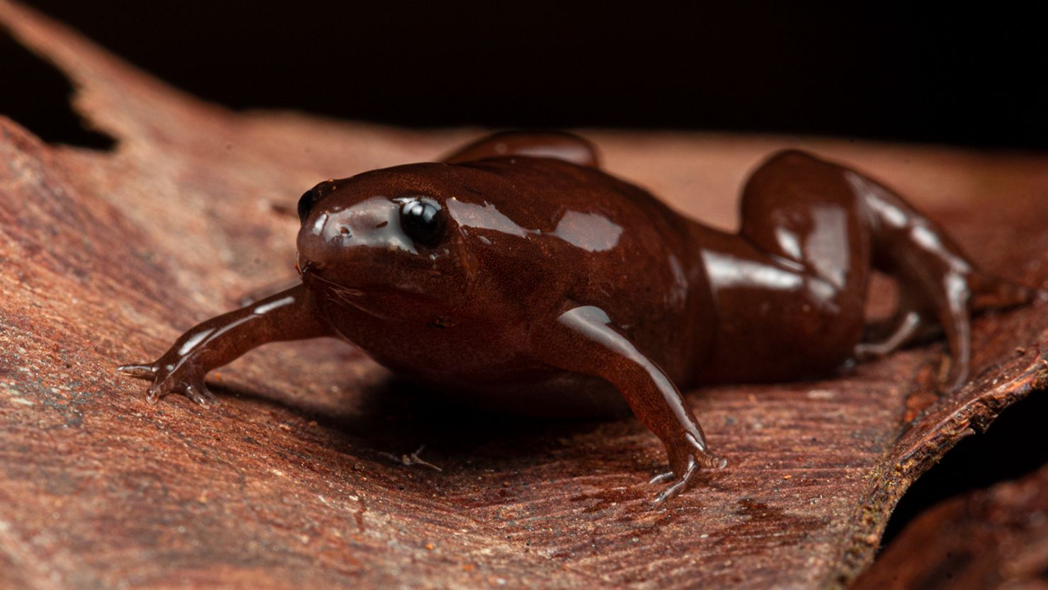 A new species of chocolate frog with a tapir-like nose was discovered after scientists followed its unique "beep" sound.