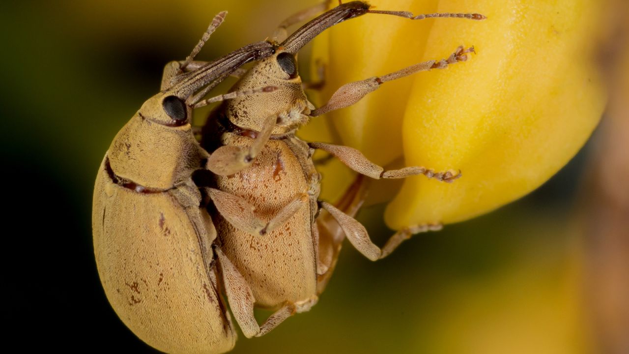 Weevils of the genus Anchylorhynchus mate on flowers in palm trees in Brazil. Genomic analysis showed two nearly identical weevil species belonging to this genus living alongside one another. 