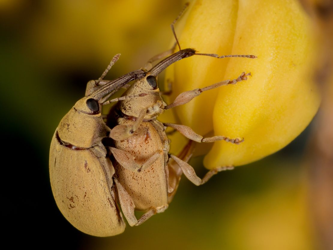 Weevils of the genus Anchylorhynchus mate on flowers in palm trees in Brazil. Genomic analysis showed two nearly identical weevil species belonging to this genus living alongside one another. 