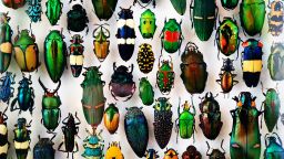 Beetles from all over the world.