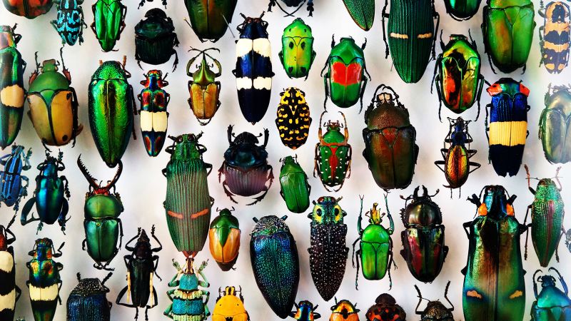 NextImg:What is a species? | CNN